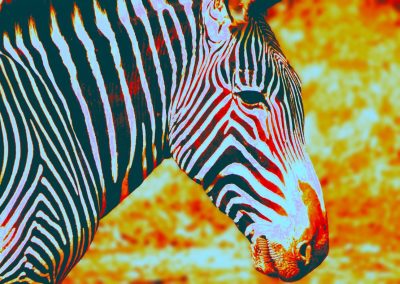 DiFleming-Zebra